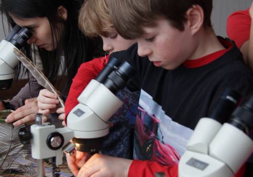 Enfants concentrés observant des spécimens au microscope lors d'une activité scientifique de découverte de la nature
